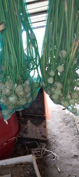 팜모닝 자유주제·자유게시판 게시글 이미지