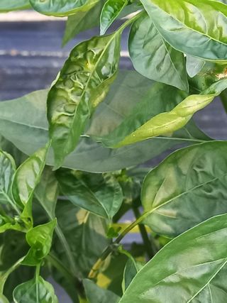 전원생활의여유님의 고추 · 병해충상담 작성글 사진