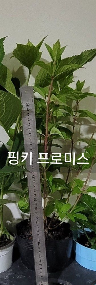 사랑꽃농장님의 장터 판매 상품 [예쁜 수국 판매] 첨부 사진