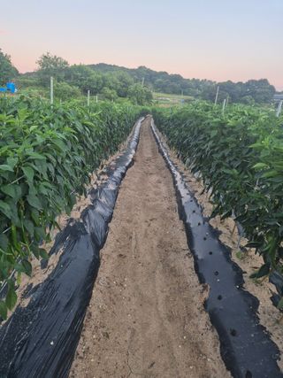 송광만님의 고추 · 비료•농약 작성글 사진