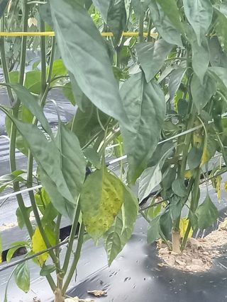 전원생활의여유님의 고추 · 병해충상담 작성글 사진