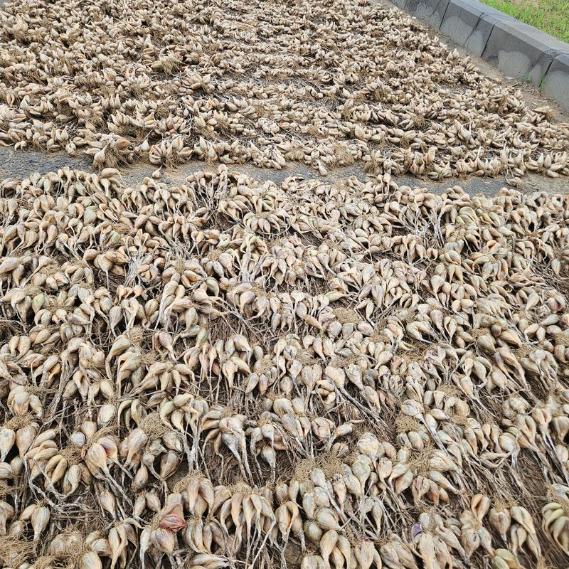 제주대정 방점순님의 장터 판매 상품 [제주도 쪽파 씨앗,종구] 첨부 사진