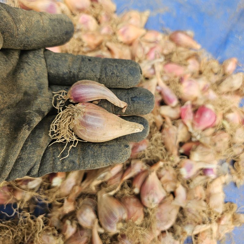 제주대정 방점순님의 장터 판매 상품 [제주도 쪽파 씨앗,종구] 첨부 사진