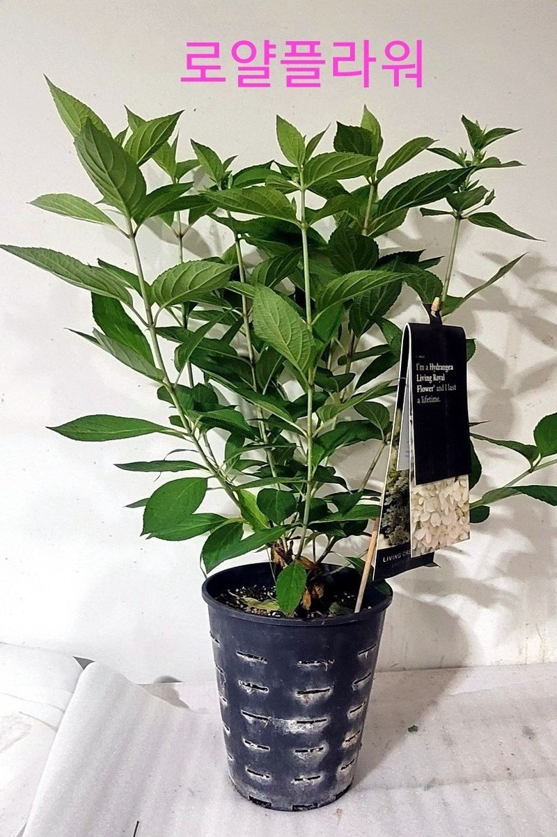 사랑꽃농장님의 장터 판매 상품 [예쁜 수국 판매] 첨부 사진