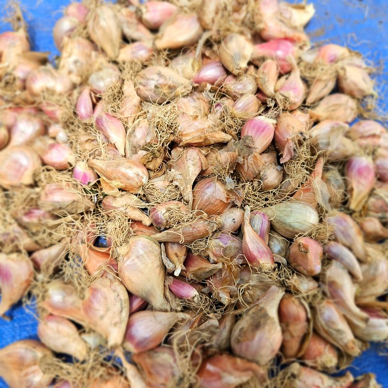 장터 상품 [제주도 쪽파 씨앗,종구] 썸네일