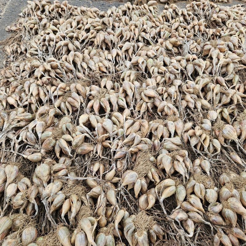 제주대정 방점순님의 장터 판매 상품 [제주도 쪽파 씨앗,종구] 첨부 사진