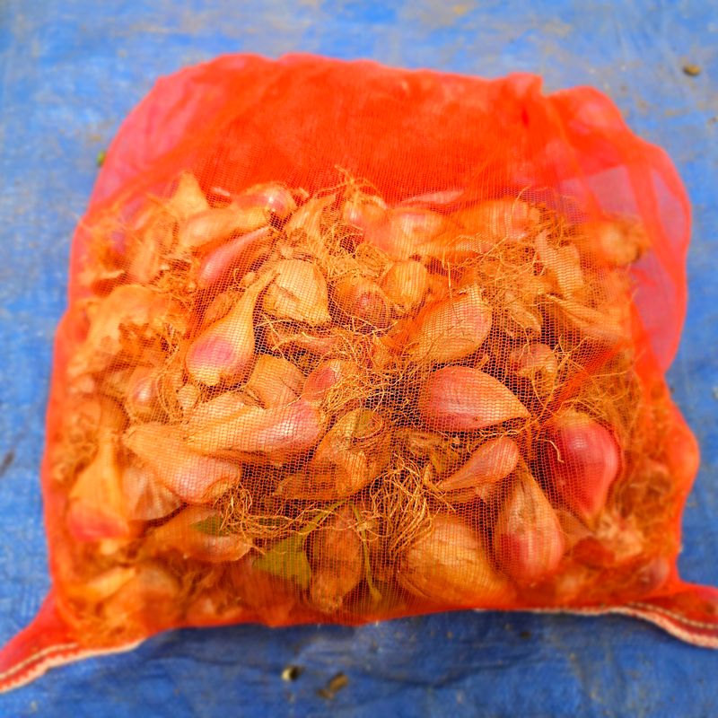 제주대정 방점순님의 장터 판매 상품 [제주도 쪽파 씨앗,종구] 첨부 사진