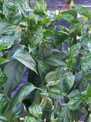 전원생활의여유님의 고추 · 병해충상담 작성글 사진