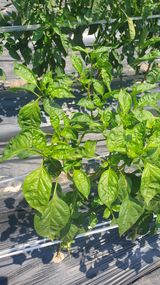 팜모닝 자유주제·자유게시판 게시글 이미지