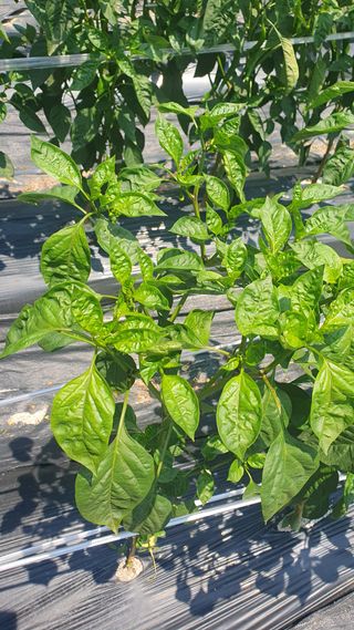 칠성사이다님의 자유주제 · 자유게시판 작성글 사진