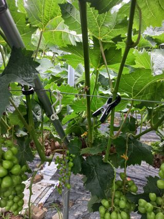 표고버섯18837님의 농사, 무엇이든 물어보세요! · 참여글 작성글 사진