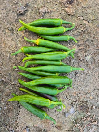 한상철님의 고추 · 병해충상담 작성글 사진