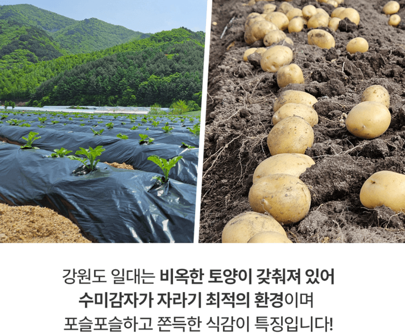 스피드번님의 장터 판매 상품 [두백감자] 첨부 사진