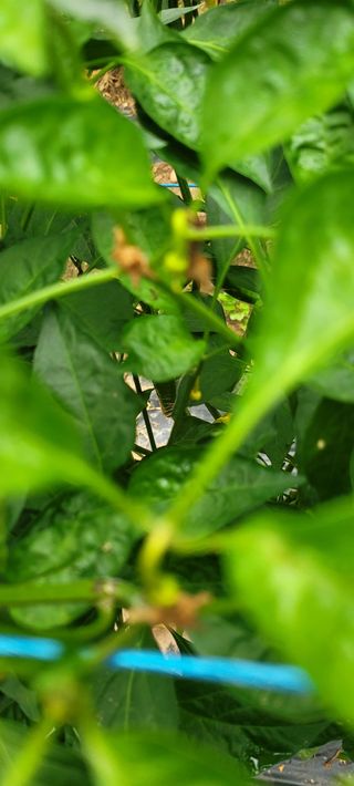 이태희님의 고추 · 병해충상담 작성글 사진