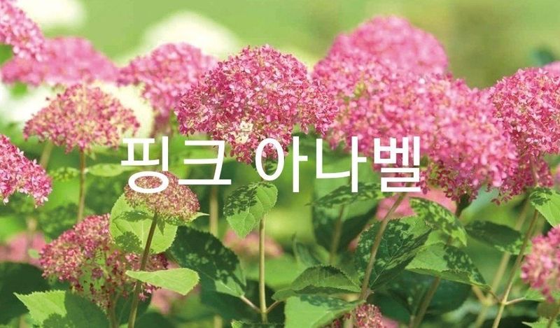 사랑꽃농장님의 장터 판매 상품 [예쁜 수국 판매] 첨부 사진