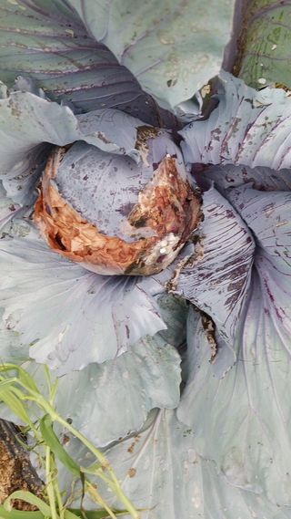 AlexLee님의 농사, 무엇이든 물어보세요! · 참여글 작성글 사진