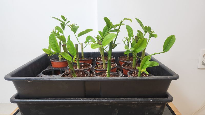 정미리님의 장터 판매 상품 [불수감 묘목 1년생 ] 첨부 사진