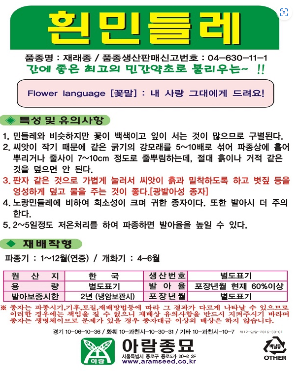 주주씨앗님의 장터 판매 상품 [흰민들레씨앗 100립 * 3봉세트 / 하얀 민들레씨 종자] 첨부 사진