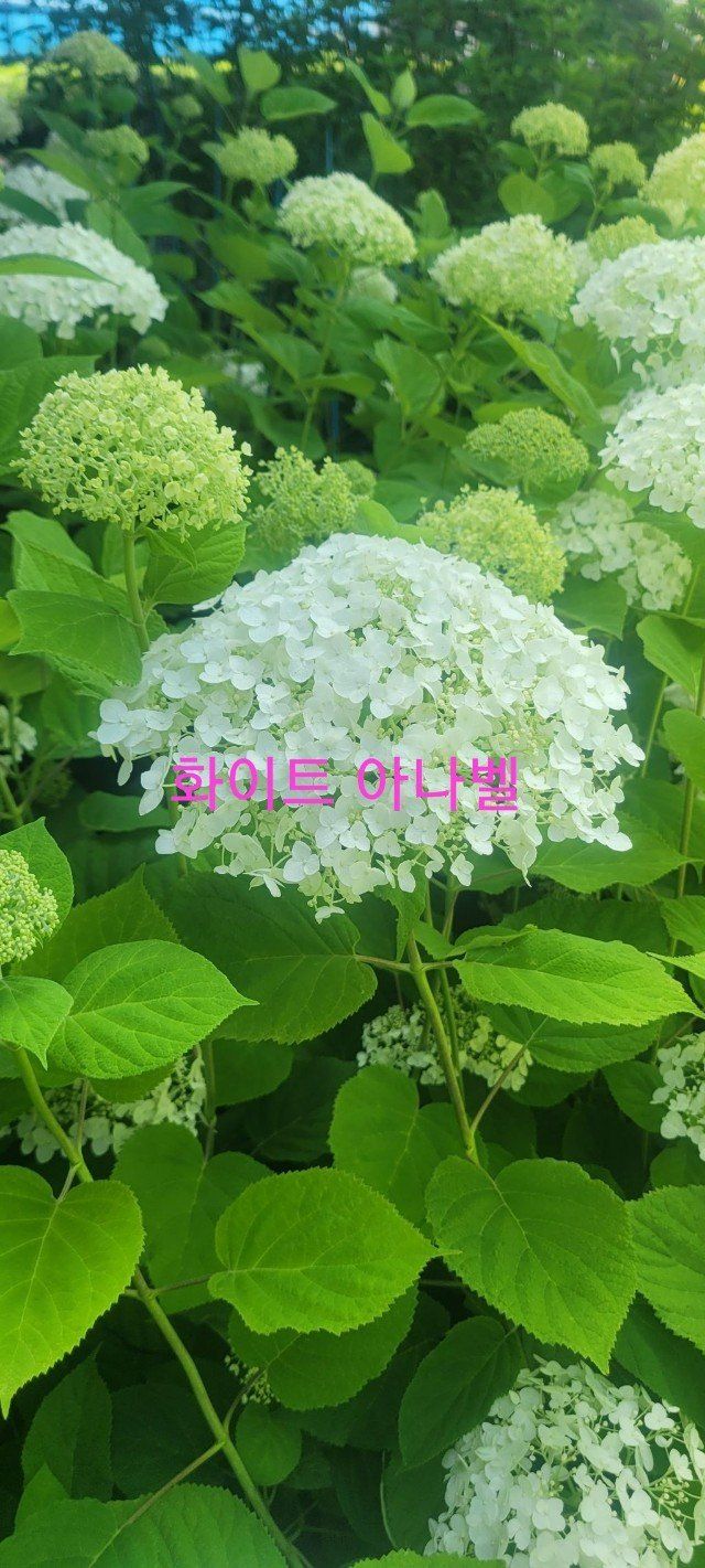 사랑꽃농장님의 장터 판매 상품 [예쁜 수국 판매] 첨부 사진