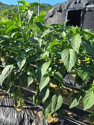 고집불통농장님의 자유주제 · 자유게시판 작성글 사진