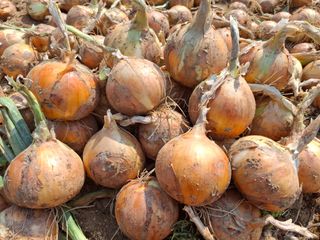 김광자님의 작성글 사진