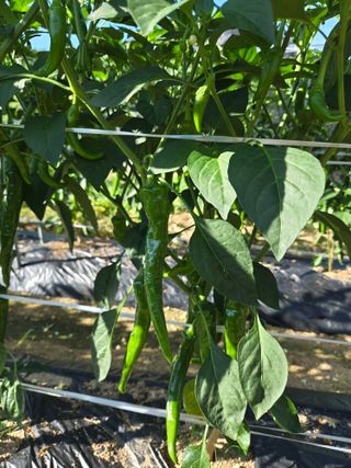 고집불통농장님의 자유주제 · 자유게시판 작성글 사진