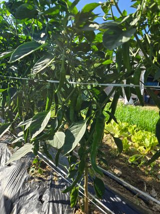 고집불통농장님의 자유주제 · 자유게시판 작성글 사진