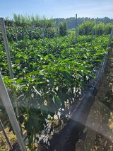 팜모닝 자유주제·자유게시판 게시글 이미지