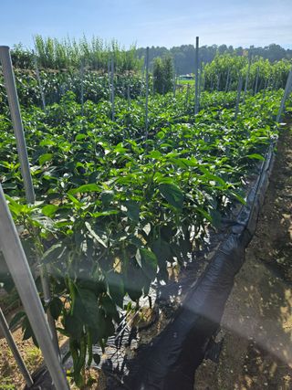 고집불통농장님의 자유주제 · 자유게시판 작성글 사진