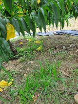 팜모닝 농사, 무엇이든 물어보세요!·참여글 게시글 이미지