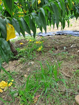 원영국님의 농사, 무엇이든 물어보세요! · 참여글 작성글 사진