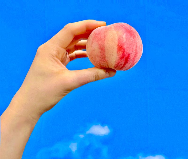 농부손녀님의 장터 판매 상품 [한국판 반납작 복숭아 - 대극천 딱복] 첨부 사진