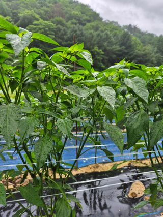 고추들깨이종우님의 농사, 무엇이든 물어보세요! · 참여글 작성글 사진