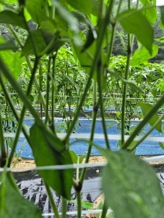 고추들깨이종우님의 농사, 무엇이든 물어보세요! · 참여글 작성글 사진