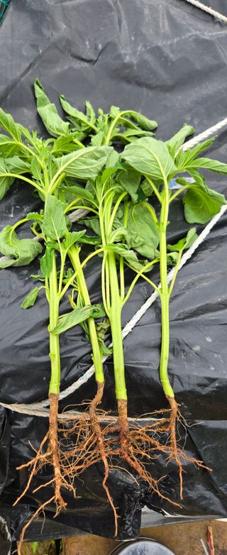 ydm5962꿈농님의 자유주제 · 자유게시판 작성글 사진