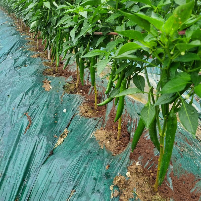 훈&팜님의 장터 판매 상품 [미인고추 2kg] 첨부 사진