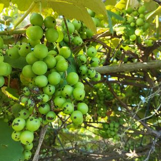 식만동 복합영농님의 농사, 무엇이든 물어보세요! · 참여글 작성글 사진