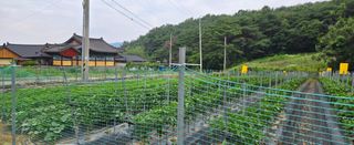 ydm5962꿈농님의 자유주제 · 자유게시판 작성글 사진