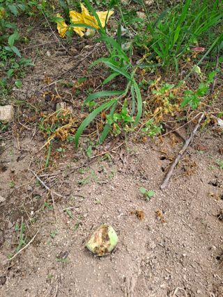 원영국님의 농사, 무엇이든 물어보세요! · 참여글 작성글 사진