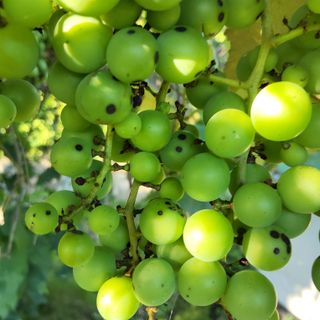 식만동 복합영농님의 농사, 무엇이든 물어보세요! · 참여글 작성글 사진