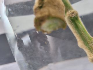 대산농사대장님의 고추 · 비료•농약 작성글 사진