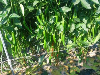 이창우님의 자유주제 · 자유게시판 작성글 사진