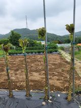 팜모닝 자유주제·자유게시판 게시글 이미지