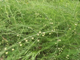 Happy100w님의 농사, 무엇이든 물어보세요! · 참여글 작성글 사진