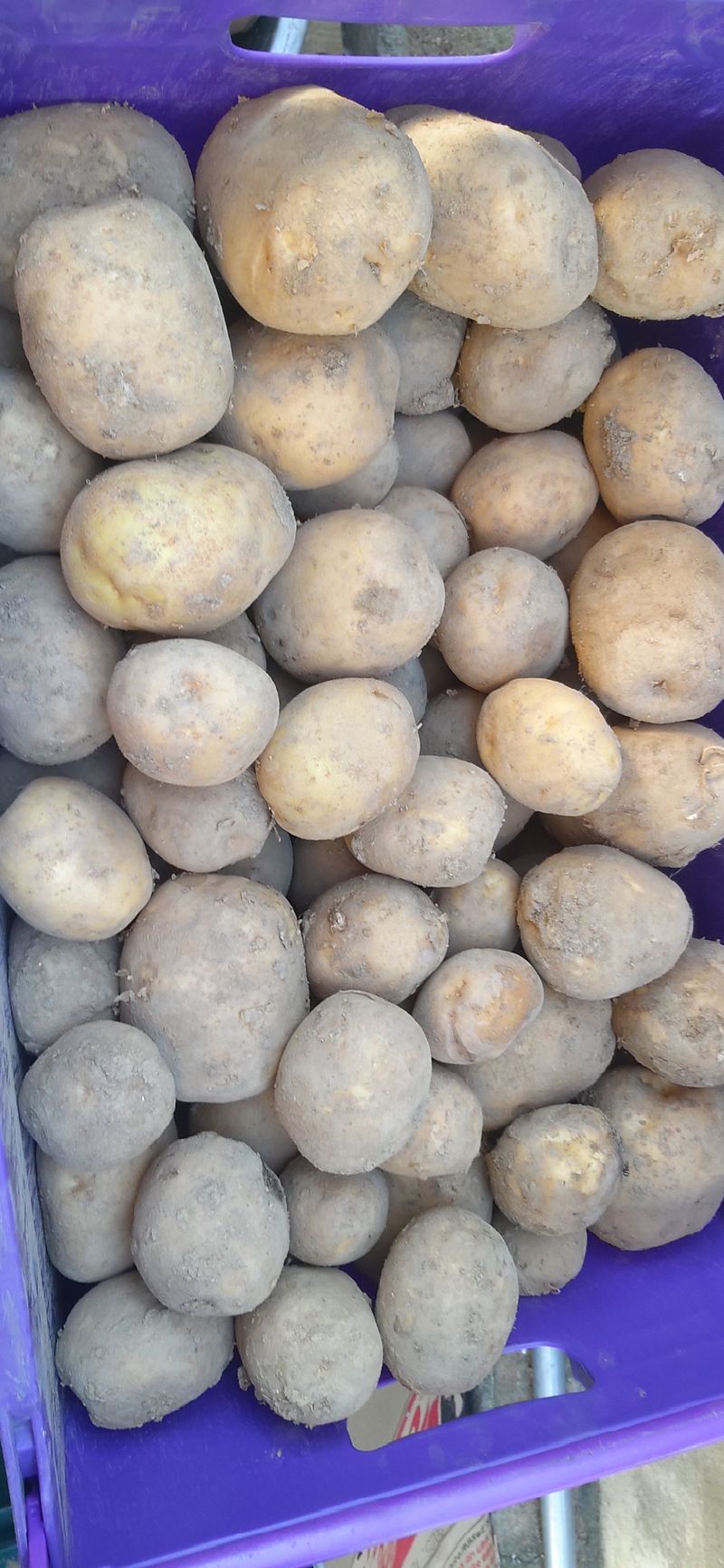 장터 상품 [두백감자10키로] 썸네일