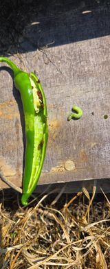 팜모닝 자유주제·자유게시판 게시글 이미지