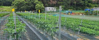 ydm5962꿈농님의 자유주제 · 자유게시판 작성글 사진