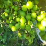 팜모닝 농사, 무엇이든 물어보세요!·참여글 게시글 이미지