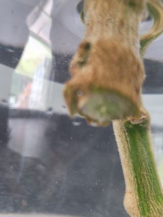 대산농사대장님의 고추 · 비료•농약 작성글 사진