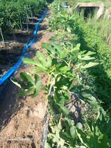 팜모닝 자유주제·자유게시판 게시글 이미지